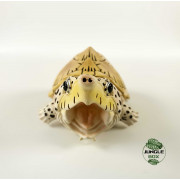 Kinosternon carinatus figurine tortle