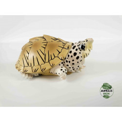 Kinosternon carinatus figurine tortle