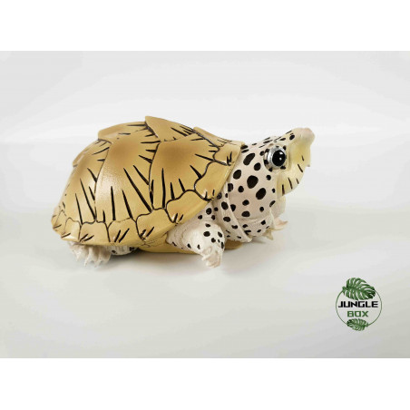 Kinosternon carinatus figurine tortle
