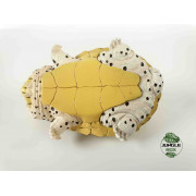 Kinosternon carinatus figurine tortle