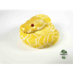 Figurine python molurus bivittatus albinos