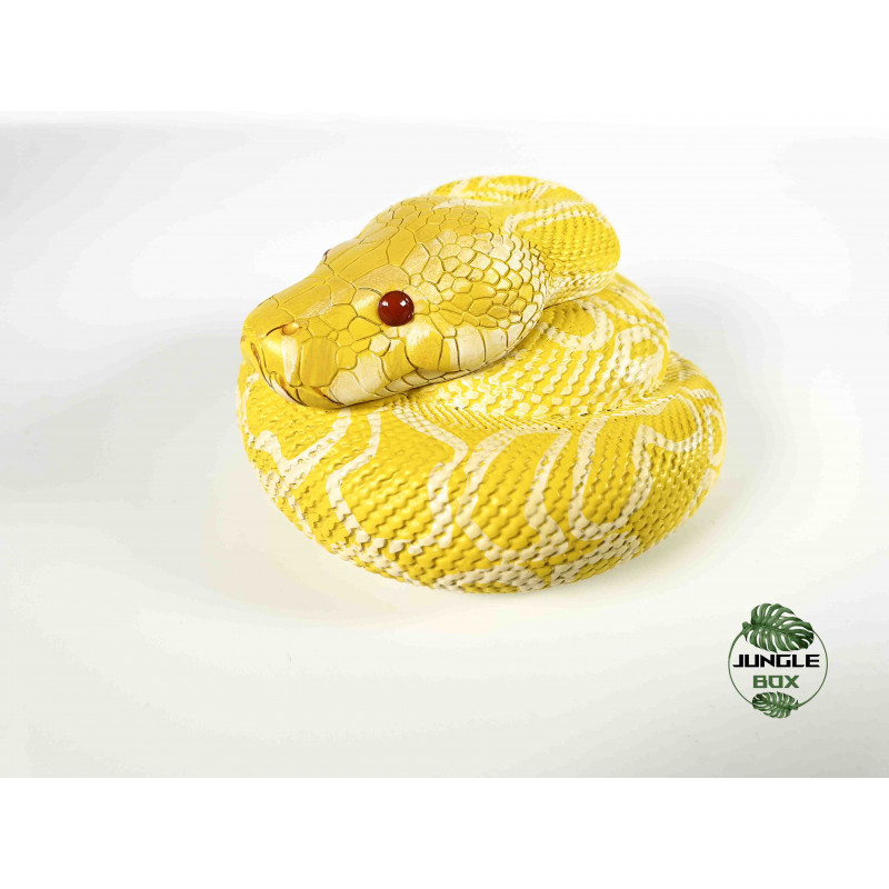 Figurine python molurus bivittatus albinos