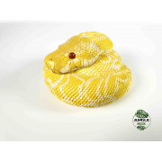Figurine python molurus bivittatus albinos