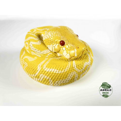 Figurine python molurus bivittatus albinos
