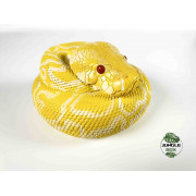 Figurine python molurus bivittatus albinos