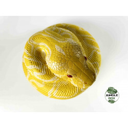 Figurine python molurus bivittatus albinos