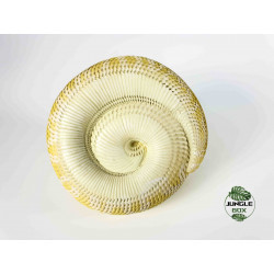 Figurine python molurus bivittatus albinos