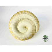 Figurine python molurus bivittatus albinos