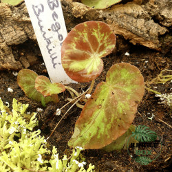 Begonia burkillii