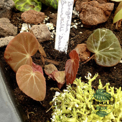 Begonia burkillii dark
