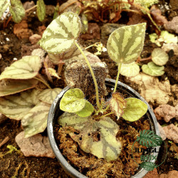 begonia luzonensis