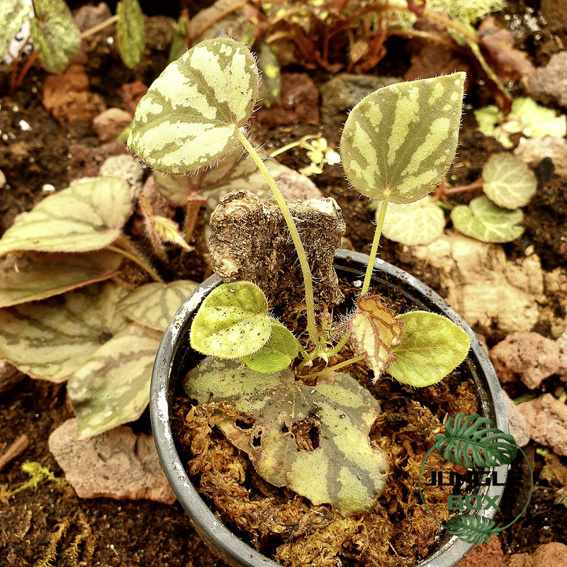 begonia luzonensis begonia luzonensis