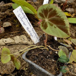 Begonia burkillii 'Silver Edge' – Plante rare et élégante | JungleBox