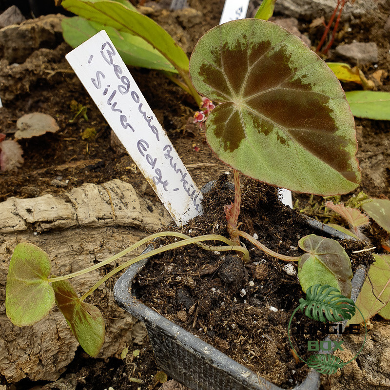 Begonia burkillii 'Silver Edge' – Plante rare et élégante | JungleBox Begonia burkillii 'Silver Edge' – Plante rare et élégante | JungleBox