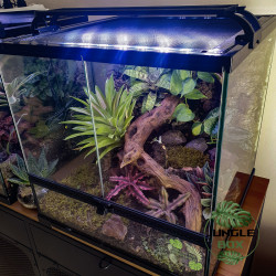 Terrarium planté 45x45x45 cm avec éclairage LED et sélection de plantes tropicales