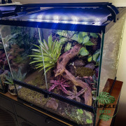 Terrarium planté 45x45x45 cm avec éclairage LED et sélection de plantes tropicales
