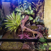 Terrarium planté 45x45x45 cm avec éclairage LED et sélection de plantes tropicales