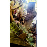 Terrarium planté 40x40x60 cm avec éclairage LED et sélection de plantes tropicales