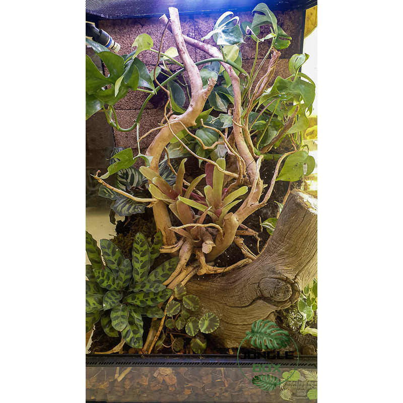 Terrarium planté 40x40x60 cm avec éclairage LED et plantes tropicales Terrarium planté 40x40x60 cm avec éclairage LED et plantes tropicales