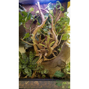 Terrarium planté 40x40x60 cm avec éclairage LED et sélection de plantes tropicales