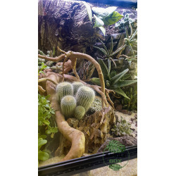 Terrarium planté désertique