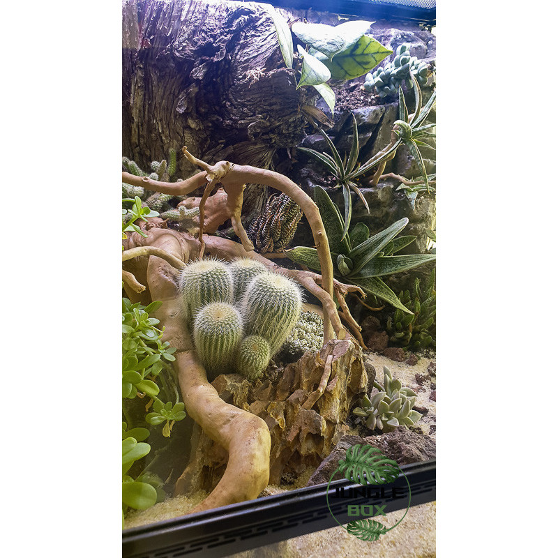 Terrarium planté désertique Terrarium planté désertique