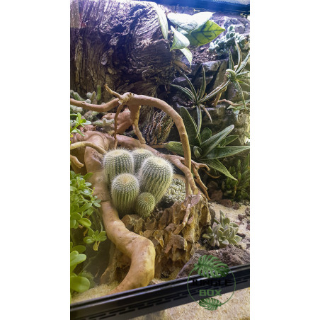Terrarium planté désertique