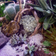 Terrarium planté 45x45x45 cm avec éclairage LED désertique.