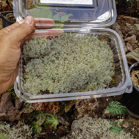 Cladonia portentosa – Lichen de renne Cendré Naturelle pour Terrarium