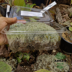 Cladonia Rangiferina – Mousse de Cerf Cendré Naturelle pour Terrarium | JungleBox