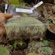Cladonia Rangiferina – Mousse de Cerf Cendré Naturelle pour Terrarium | JungleBox