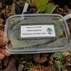 Cladonia Rangiferina – Natural Grey Reindeer Moss for Terrariums