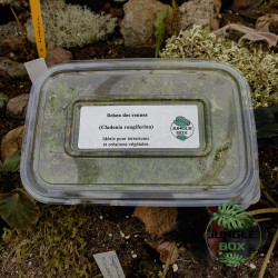 Sublimez vos terrariums et créations avec le lichen des rennes