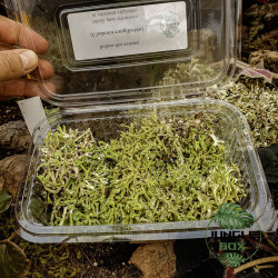 Sublimez vos terrariums et créations avec le lichen des rennes