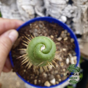 Eulychnia castanea