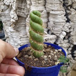 Eulychnia castanea
