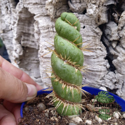 Eulychnia castanea