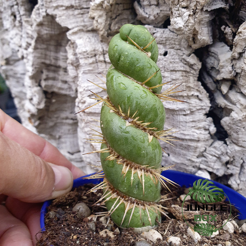 Eulychnia castanea