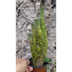 Austrocylindropuntia subulata f. monstrosa – Cactus rare de collection