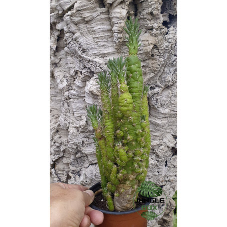 Austrocylindropuntia subulata f. monstrosa – Cactus rare de collection