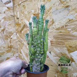 Austrocylindropuntia subulata f. monstrosa – Cactus rare de collection