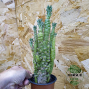 Austrocylindropuntia subulata f. monstrosa – Cactus rare de collection