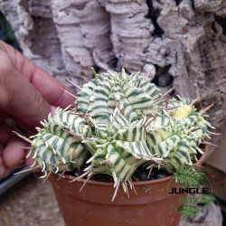 Euphorbia meloformis variegata – Variegated Euphorbia | JungleBox