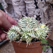 Euphorbia meloformis variegata – Variegated Euphorbia | JungleBox