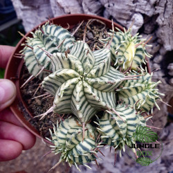Euphorbia meloformis variegata – Variegated Euphorbia | JungleBox