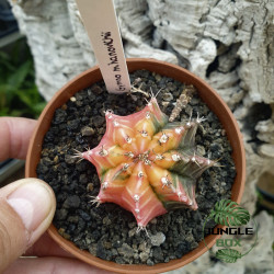 Gymnocalycium Mihanovichii Variegata