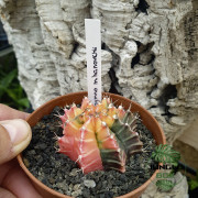 Gymnocalycium Mihanovichii Variegata