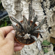Senecio stapeliiformis