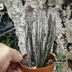 Senecio stapeliiformis