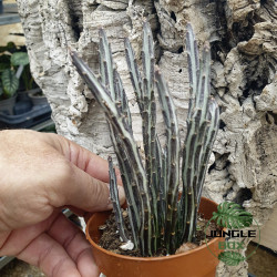 Senecio stapeliiformis